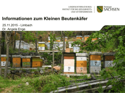 Informationen zum Kleinen Beutenk&auml;fer