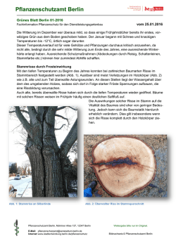 Gr&uuml;nes Blatt 01-2016