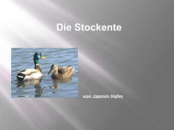 Die Stockente