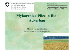 Mykorrhiza-Pilze in Bio- Ackerbau