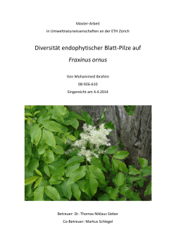 Diversität endophytischer Blatt-Pilze auf Fraxinus ornus