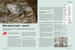 Hundemagazin «Alopezie