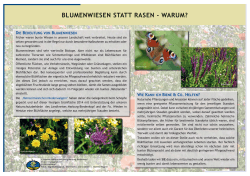 Blumenwiese - Agentur Naturentwicklung