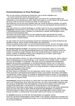 Info-Blatt zum Eschentriebsterben