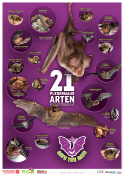 Das Bat-Poster