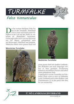 Turmfalke (Falco tinnunculus)