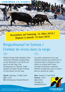 Ringkuhkampf im Schnee / Combat de reines dans la neige