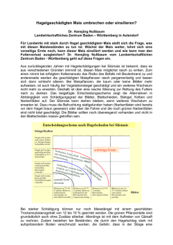 Hagelgesch&auml;digten Mais umbrechen oder einsilieren?