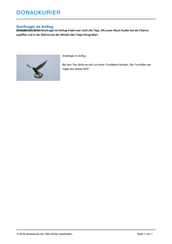 Greifvogel im Anflug