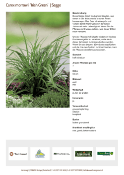 Carex morrowii `Irish Green` | Segge