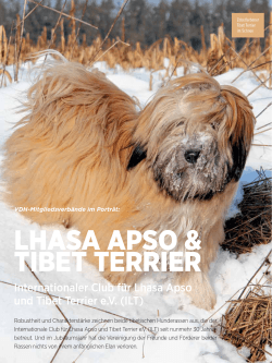lhasa apso & tibet terrier