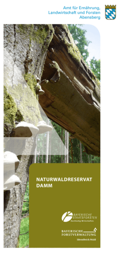 Naturwaldreservat Damm - AELF Abensberg