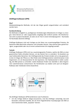 zum PDF-Dokument
