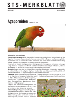 Agaporniden - Schweizer Tierschutz STS