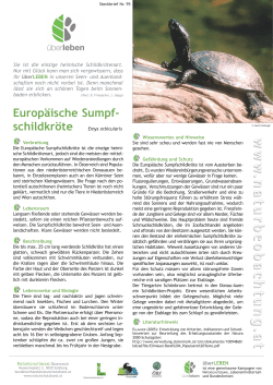 Steckbrief Europ. Sumpfschildkröte