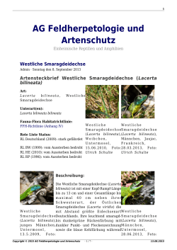 Lacerta bilineata - AG Feldherpetologie und Artenschutz