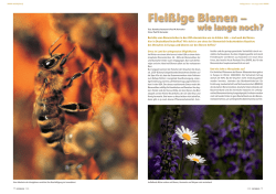 Fleißige Bienen – wie lange noch?