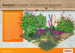Beetplan|Insekten- & Schmetterlingsgarten