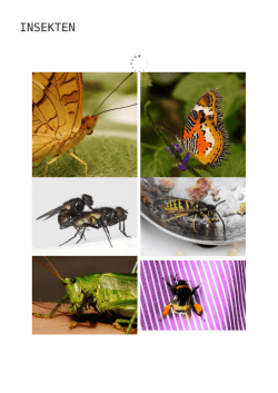 insekten - Fotokunstwerkstatt