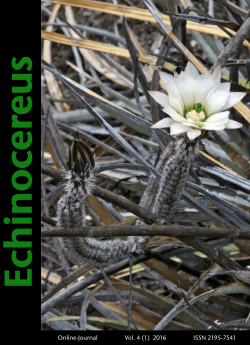 Sonderdrucke Echinocereus - Copyright © by ECHINOCEREUS
