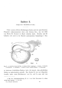 Embryo E.