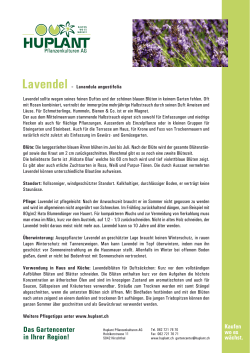 Lavendel - Huplant Pflanzenkulturen AG