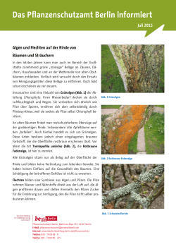 Merkblatt: Algen und Flechten auf der Rinde von Bäumen und