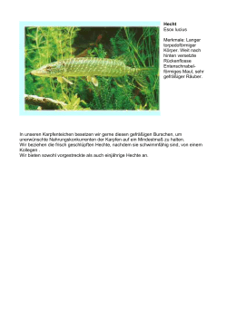 Hecht Esox lucius Merkmale: Langer torpedof&ouml;rmiger