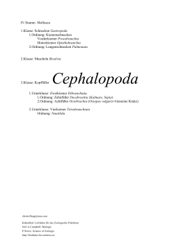 IV.Stamm Mollusca 1.Klasse: Schnecken Gastropoda 1.Ordnung