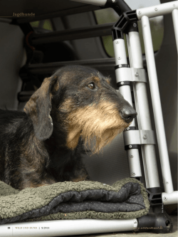 Jagdhunde - Wild und Hund
