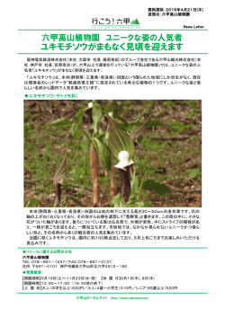 ユキモチソウがまもなく見頃を迎えます - 阪急阪神ホールディングス株式