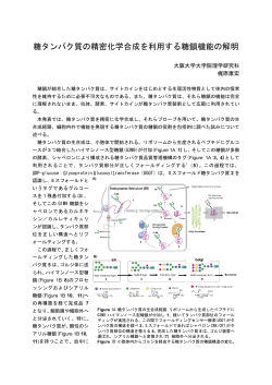 糖タンパク質の精密化学合成を利用する糖鎖機能の解明