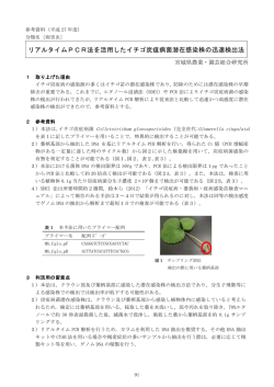 リアルタイムPCR法を活用したイチゴ炭疽病菌潜在感染株の