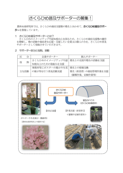 さくらひめ普及サポーターの募集！