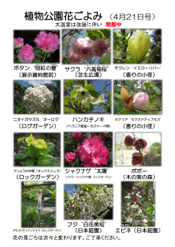 植物公園花ごよみ （4月21日号）