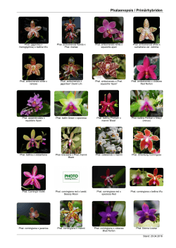 Phalaenopsis / Primärhybriden