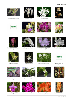 Naturformen - Orchideen und Orchideenzubehör der Schwerter