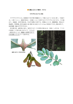 ヤチダモのタモとは、北陸地方で田の畦の