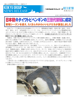 日本初！キタイワトビペンギンの三世代繁殖に成功
