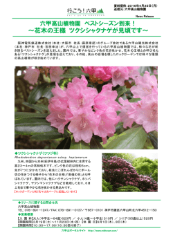 花木の王様 ツクシシャクナゲが見頃です
