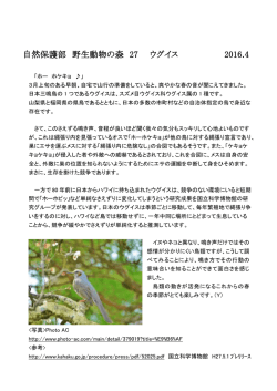 自然保護部 野生動物の森 27 ウグイス 2016.4