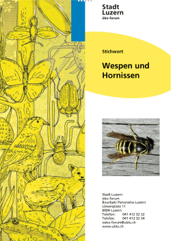 Wespen und Hornissen - Umweltberatung Luzern