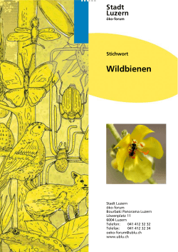 Wildbienen - Umweltberatung Luzern