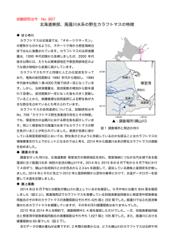 北海道東部，風蓮川水系の野生カラフトマスの特徴