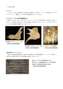 主な展示資料