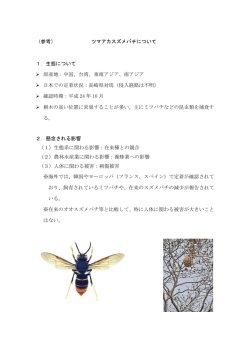（参考）ツマアカスズメバチについて [PDF 191 KB]