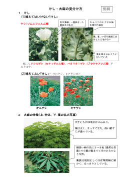 H28大麻・けし資料 (PDF documentファイル サイズ： 159Kb)