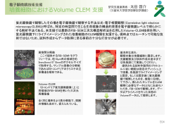 培養細胞におけるVolume CLEM 援