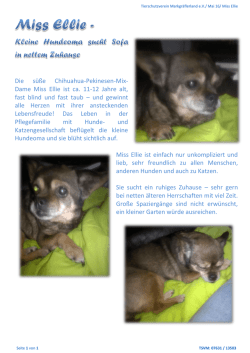 Die s&uuml;&szlig;e Chihuahua-Pekinesen-Mix- Dame Miss Ellie ist ca. 11