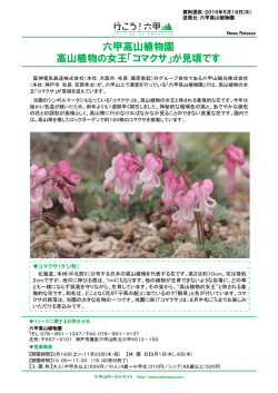 六甲高山植物園 高山植物の女王「コマクサ」が見頃です
